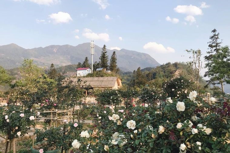 Thung Lũng Hoa Hồng - Sapa